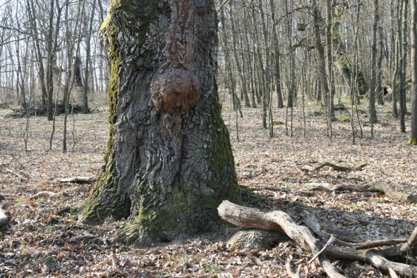 Krupina, 10.4.2015
Zarůstající pastevní les. Dub osídlený kovaříky Podeonius acuticornis.


Klíčová slova: Štiavnické vrchy Krupina Hanišberg – Nová Hora Podeonius acuticornis