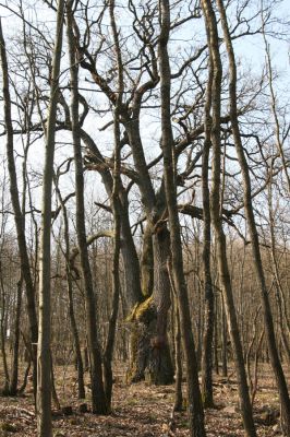 Krupina, 10.4.2015
Zarůstající pastevní les. Dub osídlený kovaříky Nová Hora Podeonius acuticornis.



Keywords: Štiavnické vrchy Krupina Hanišberg – Nová Hora Podeonius acuticornis