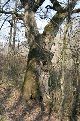 Krupina, 10.4.2015
Zarůstající pastevní les.



Klíčová slova: Štiavnické vrchy Krupina Hanišberg – Nová Hora