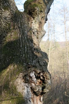 Krupina, 10.4.2015
Zarůstající pastevní les. Starý dub s požerky tesaříka obrovského.



Schlüsselwörter: Štiavnické vrchy Krupina Hanišberg – Nová Hora