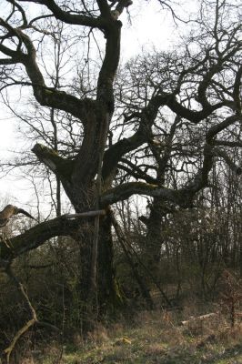 Krupina, 10.4.2015
Zarůstající pastevní les.



Klíčová slova: Štiavnické vrchy Krupina Hanišberg – Nová Hora