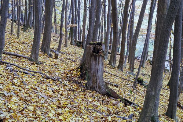 Krupina, 21.10.2002
Les u Dubu pod Mäsiarskym bokom. Pahýl dubu osídlený kovaříky Ampedus quadrisignatus.
 


Klíčová slova: Krupina Mäsiarsky bok Ampedus quadrisignatus Gnorimus variabilis Prostomis mandibularis
