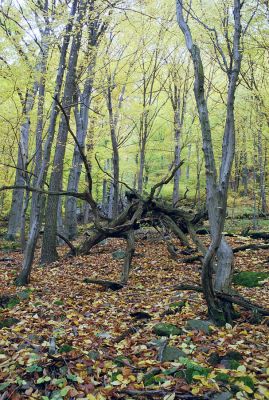 Krupina, 21.10.2002
Mäsiarsky bok. Suťový les na svahu Kňazovy hory.



Klíčová slova: Krupina Mäsiarsky bok Kňazova hora