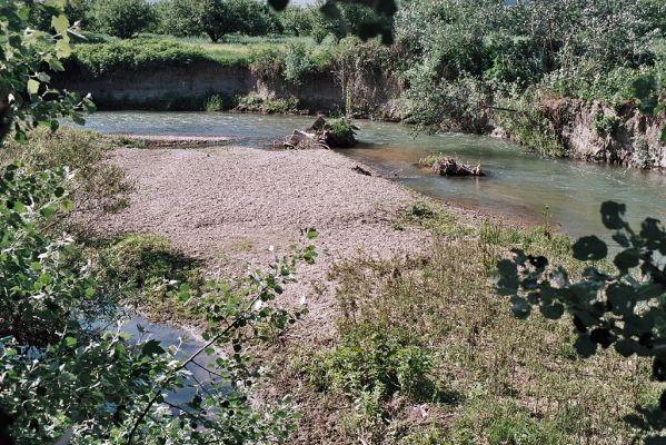 Belaya Skala - řeka Karasevka, 5.6.2007
Štěrkové náplavy - domov kovaříka Zorochros ponticus
Schlüsselwörter: Ukrajina Krym Belaya Skala Karasevka Zorochros quadriguttatus ponticus