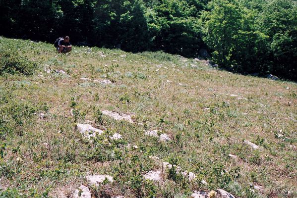 Ai-Petrinskaia yayla - Ai Petri, 8.6.2007
Step na úpatí hlavního vrcholku. Zde jsme našli jednu samici kovaříka Selatosomus jajlensis.
Mots-clés: Ukrajina Krym Ai Petri Selatosomus jajlensis