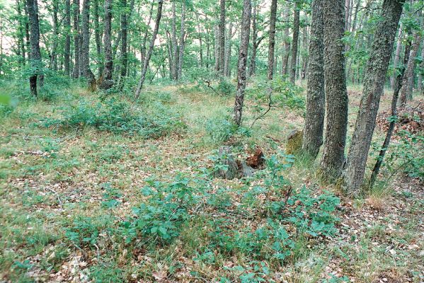 Vinogradniy. 15.6.2007
Biotopu kovaříka Athous tauricola. Řídké traviny v dubovém lese na jihovýchodních svazích planiny Babugan.
Schlüsselwörter: Ukrajina Krym Vinogradniy Athous tauricola