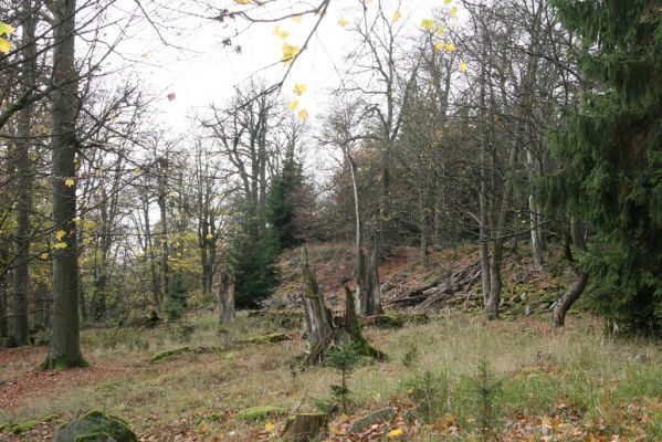 Pičín, 26.10.2017
Brdy. Suťový les na vrchu Kuchyňka.
Schlüsselwörter: Pičín Brdy vrch Kuchyňka