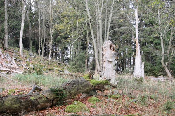 Pičín, 26.10.2017
Brdy. Suťový les na vrchu Kuchyňka.
Mots-clés: Pičín Brdy vrch Kuchyňka