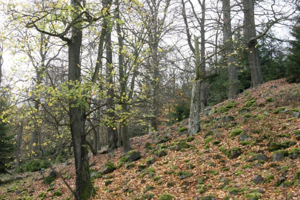 Pičín, 26.10.2017
Brdy. Suťový les na vrchu Kuchyňka.
Klíčová slova: Pičín Brdy vrch Kuchyňka