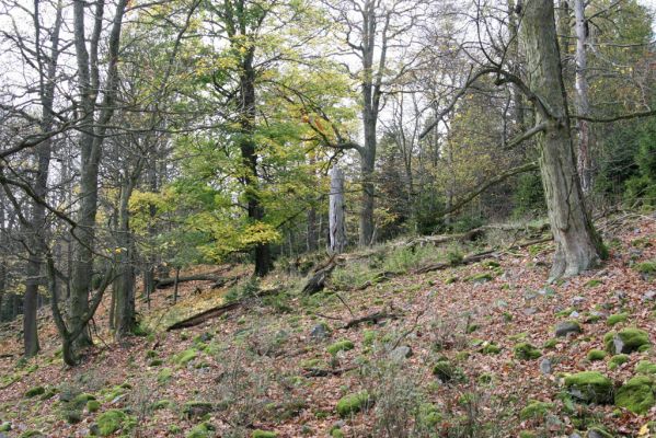 Pičín, 26.10.2017
Brdy. Suťový les na vrchu Kuchyňka.
Schlüsselwörter: Pičín Brdy vrch Kuchyňka