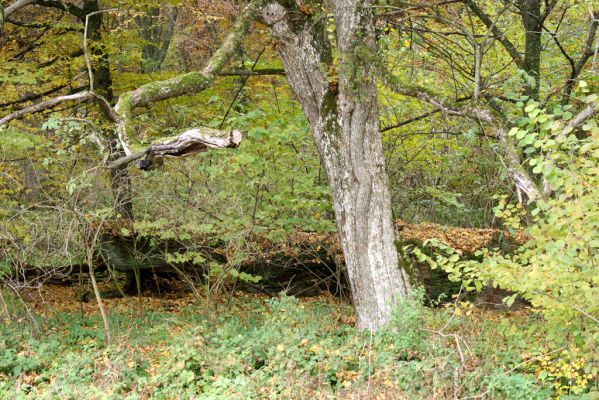 Zlatníky, 24.10.2010
Kulháň.
Schlüsselwörter: Zlatníky Kulháň Brachygonus ruficeps Calambus bipustulatus