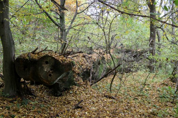 Zlatníky, 24.10.2010
Kulháň.
Klíčová slova: Zlatníky Kulháň