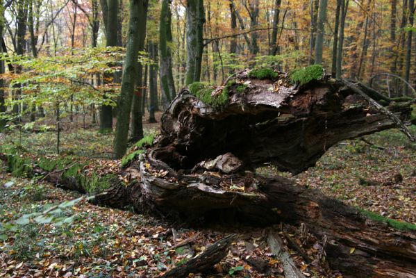 Zlatníky, 24.10.2010
Kulháň.
Klíčová slova: Zlatníky Kulháň