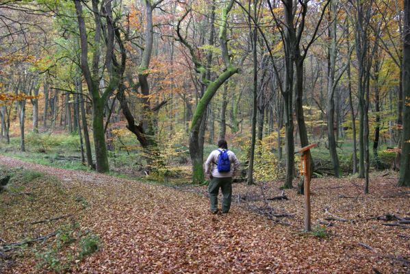 Zlatníky, 24.10.2010
Kulháň.
Klíčová slova: Zlatníky Kulháň Samek