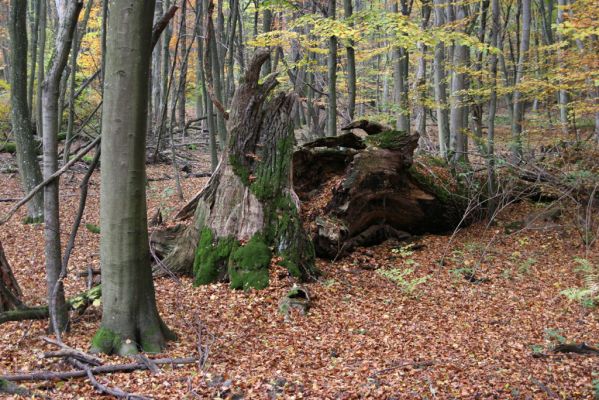 Zlatníky, 24.10.2010
Kulháň.
Klíčová slova: Zlatníky Kulháň