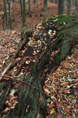 Zlatníky, 24.10.2010
Kulháň.
Schlüsselwörter: Zlatníky Kulháň Ampedus praeustus nigerrimus