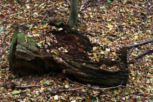 Zlatníky, 24.10.2010
Kulháň.
Klíčová slova: Zlatníky Kulháň Ampedus quadrisignatus