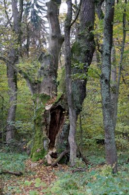 Zlatníky, 24.10.2010
Kulháň.
Klíčová slova: Zlatníky Kulháň