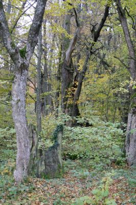 Zlatníky, 24.10.2010
Kulháň.
Schlüsselwörter: Zlatníky Kulháň Brachygonus ruficeps