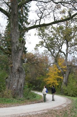 Zlatníky, 24.10.2010
Kulháň.
Schlüsselwörter: Zlatníky Kulháň Dušánek Samek