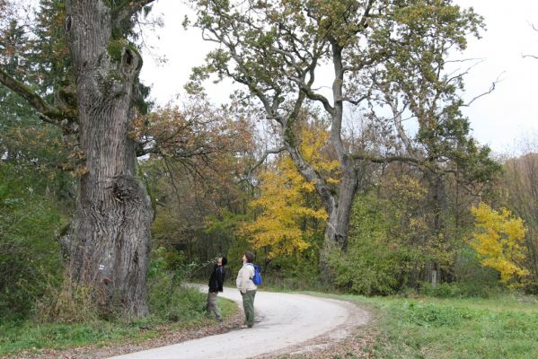 Zlatníky, 24.10.2010
Kulháň.
Klíčová slova: Zlatníky Kulháň Dušánek Samek