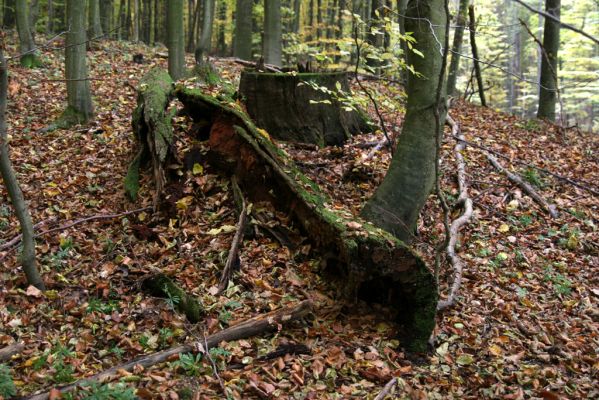 Zlatníky, 30.10.2011
Kulháň (CHÚ je vyhlásené od r. 1972 na ochranu jednotlivo a v skupinách rastúcich dubov, pozoruhodných vysokým vekom, mohutným vzrastom a estetickým vzhľadom). Duby rostoucí za hranicí CHÚ byly podříznuty a jejich nezužitkovatelné části byly ponechány na zemi k zetlení. Mladý bukový les nesmí hyzdit žádný dub! Zvláštní zvyk, který jsem pozoroval okolo mnohých slovenských rezervací... 
Mots-clés: Zlatníky Kulháň Ampedus nigerrimus