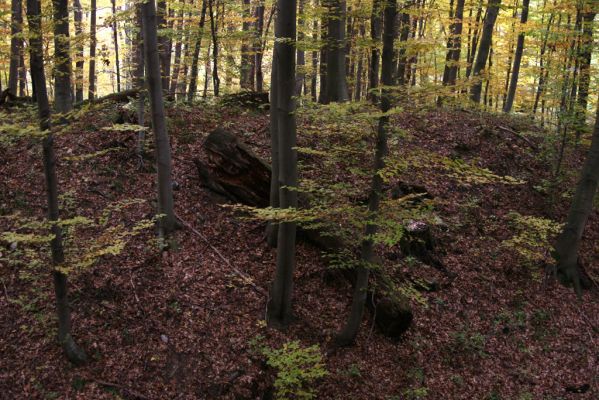 Zlatníky, 30.10.2011
Kulháň.
Mots-clés: Zlatníky Kulháň