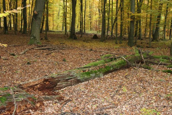Zlatníky, 30.10.2011
Kulháň.
Klíčová slova: Zlatníky Kulháň Prostomis mandibularis