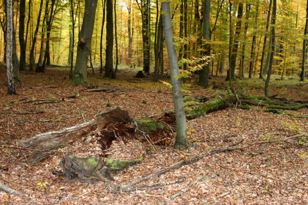 Zlatníky, 30.10.2011
Kulháň.
Klíčová slova: Zlatníky Kulháň Prostomis mandibularis