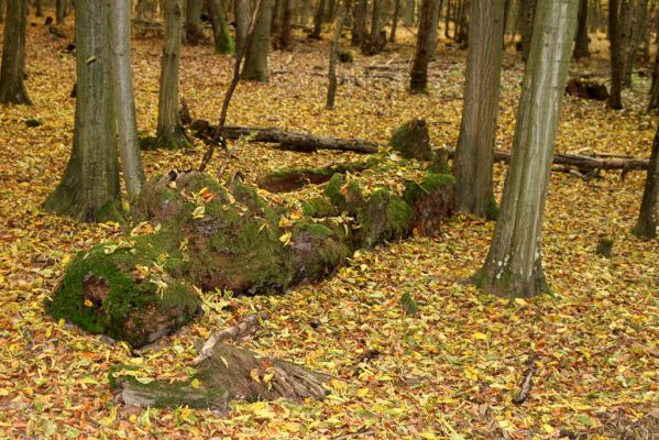 Zlatníky, 30.10.2011
Kulháň.
Klíčová slova: Zlatníky Kulháň Ampedus nigerrimus