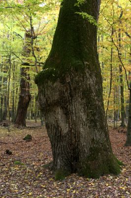 Zlatníky, 30.10.2011
Kulháň.
Klíčová slova: Zlatníky Kulháň