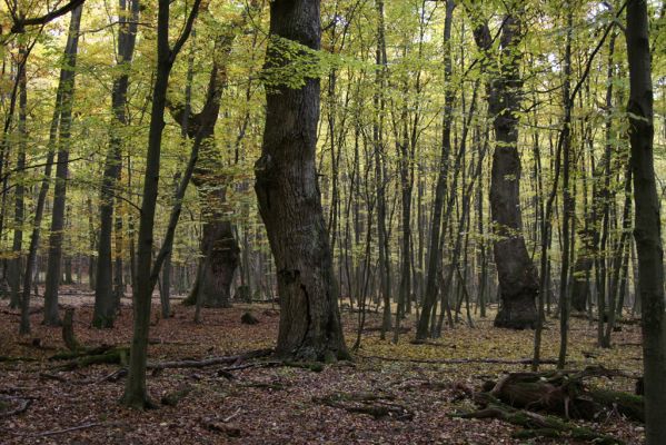 Zlatníky, 30.10.2011
Kulháň.
Klíčová slova: Zlatníky Kulháň