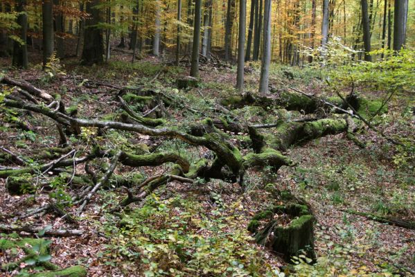 Zlatníky, 30.10.2011
Kulháň.
Schlüsselwörter: Zlatníky Kulháň