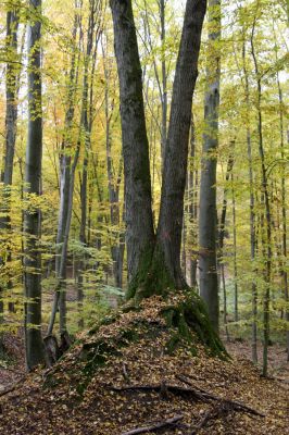 Zlatníky, 30.10.2011
Kulháň.
Klíčová slova: Zlatníky Kulháň