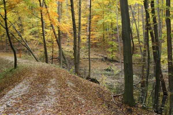 Zlatníky, 30.10.2011
Kulháň.
Klíčová slova: Zlatníky Kulháň