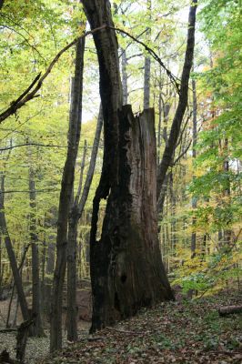 Zlatníky, 30.10.2011
Kulháň.
Klíčová slova: Zlatníky Kulháň