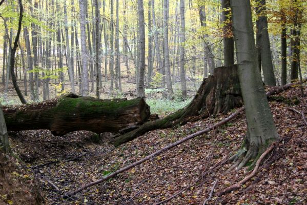 Zlatníky, 30.10.2011
Kulháň.
Klíčová slova: Zlatníky Kulháň Ampedus praeustus