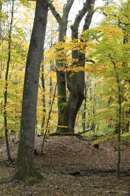 Zlatníky, 30.10.2011
Kulháň.
Klíčová slova: Zlatníky Kulháň