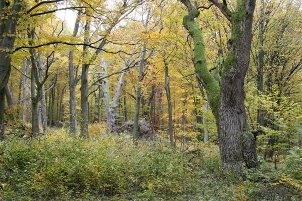 Zlatníky, 30.10.2011
Kulháň.
Klíčová slova: Zlatníky Kulháň