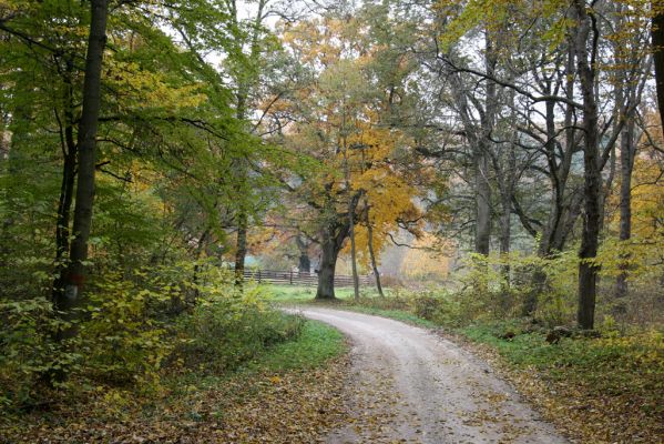 Zlatníky, 30.10.2011
Kulháň.
Klíčová slova: Zlatníky Kulháň