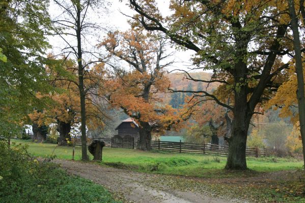 Zlatníky, 30.10.2011
Kulháň.
Klíčová slova: Zlatníky Kulháň