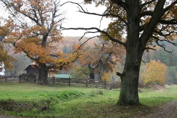 Zlatníky, 30.10.2011
Kulháň.
Schlüsselwörter: Zlatníky Kulháň