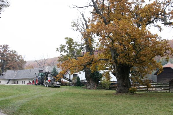 Zlatníky, 30.10.2011
Kulháň.
Schlüsselwörter: Zlatníky Kulháň