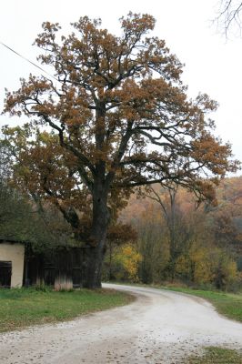 Zlatníky, 30.10.2011
Kulháň.
Schlüsselwörter: Zlatníky Kulháň