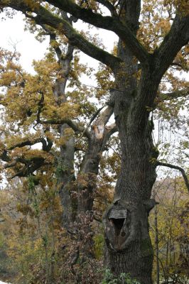 Zlatníky, 30.10.2011
Kulháň.
Klíčová slova: Zlatníky Kulháň