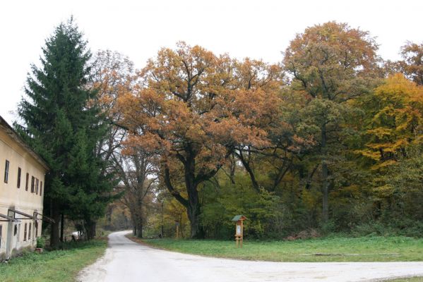 Zlatníky, 30.10.2011
Kulháň.
Klíčová slova: Zlatníky Kulháň