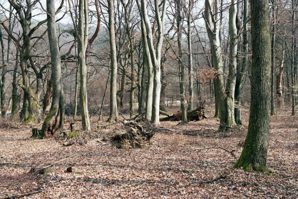 Zlatníky, 31.3.2004
Kulháň.



Klíčová slova: Zlatníky Kulháň