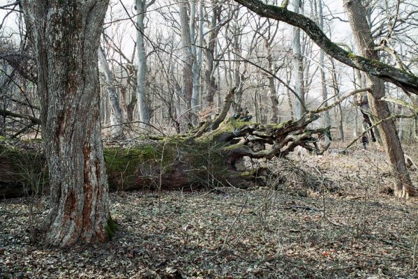 Zlatníky, 31.3.2004
Kulháň.


Klíčová slova: Zlatníky Kulháň Brachygonus ruficeps