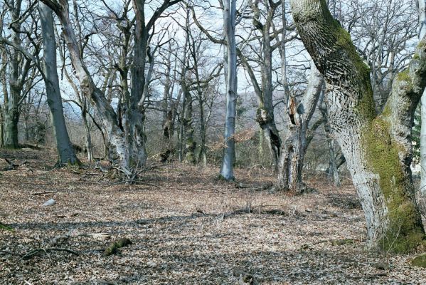 Zlatníky, 31.3.2004
Kulháň.
Klíčová slova: Zlatníky Kulháň