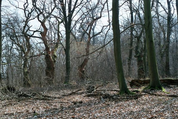 Zlatníky, 31.3.2004
Kulháň.



Schlüsselwörter: Zlatníky Kulháň